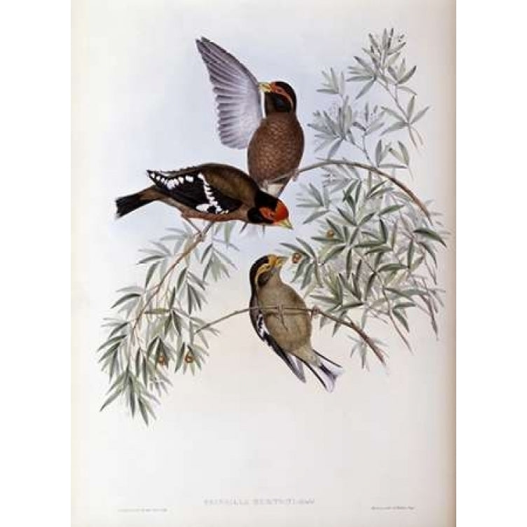 Burtons Grosbeak Poster Print by John Glover-VARPDX277748 Image 1