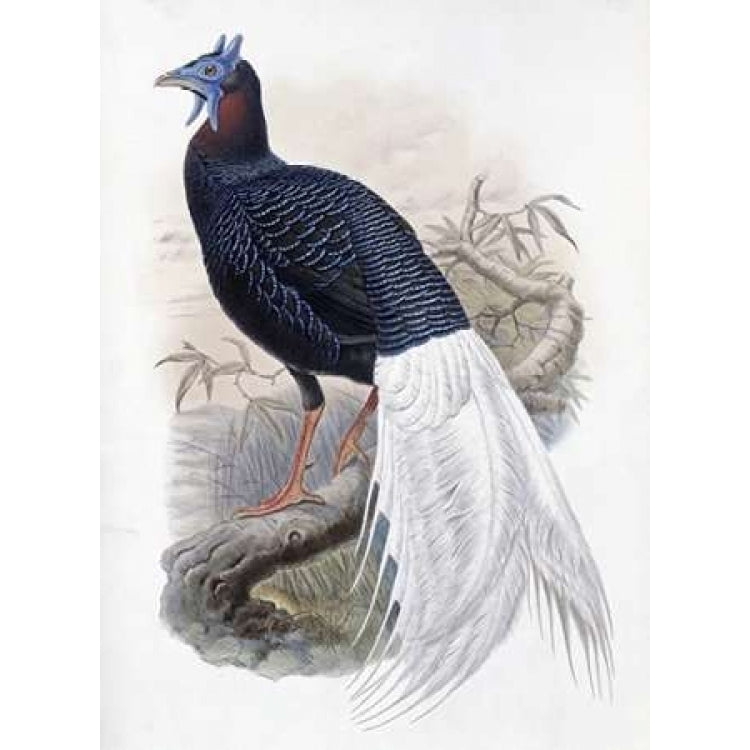 Bulwers Pheasant Poster Print by John Glover-VARPDX277747 Image 1