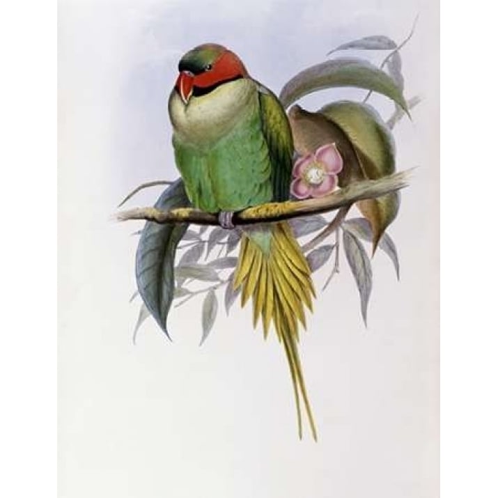 Bonapartes Parakeet Poster Print by John Glover-VARPDX277745 Image 1