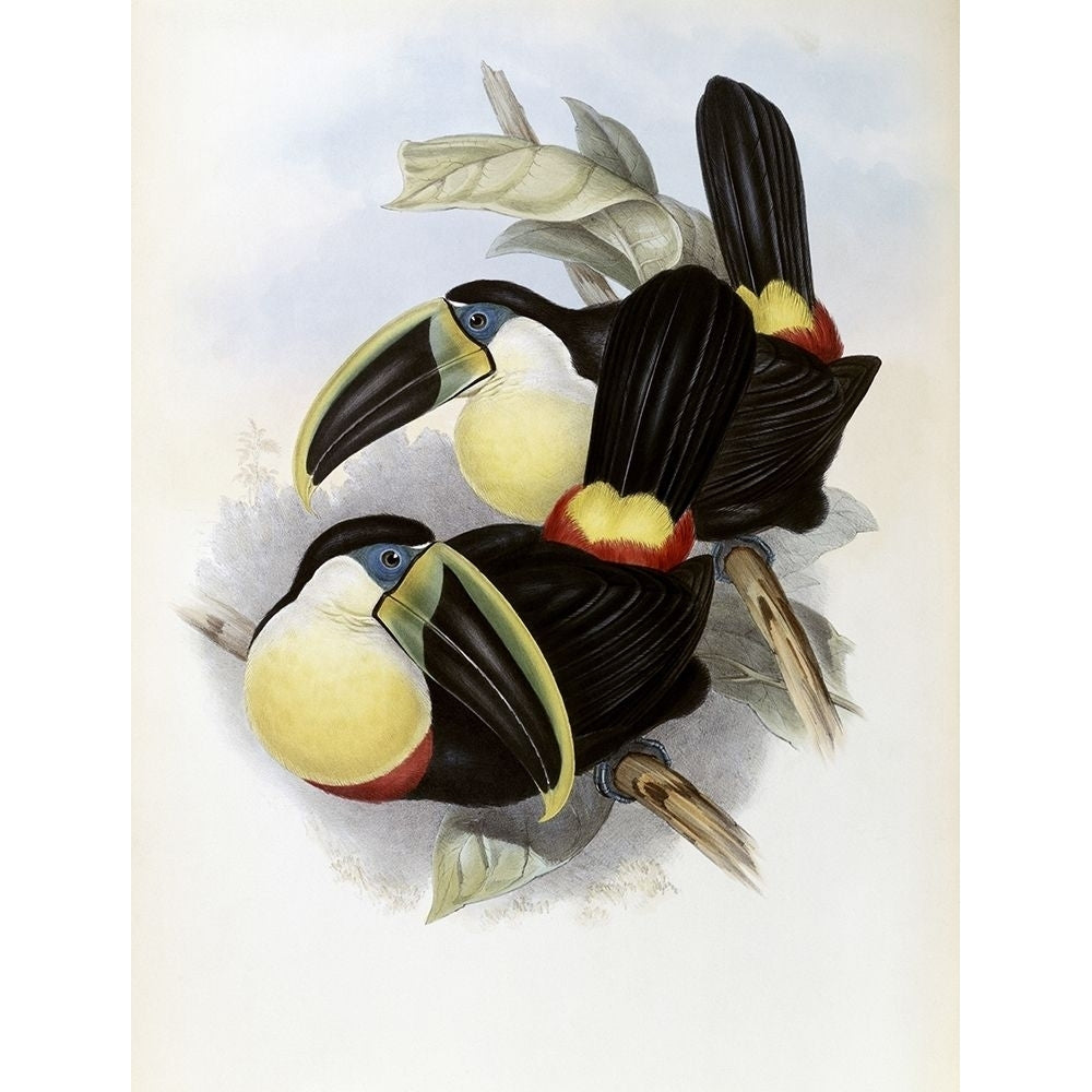 Citron-Brested Toucan Poster Print by John Gould-VARPDX277753 Image 1