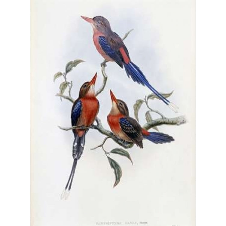 Crimson and Brown Kingfisher Poster Print by John Glover-VARPDX277754 Image 2