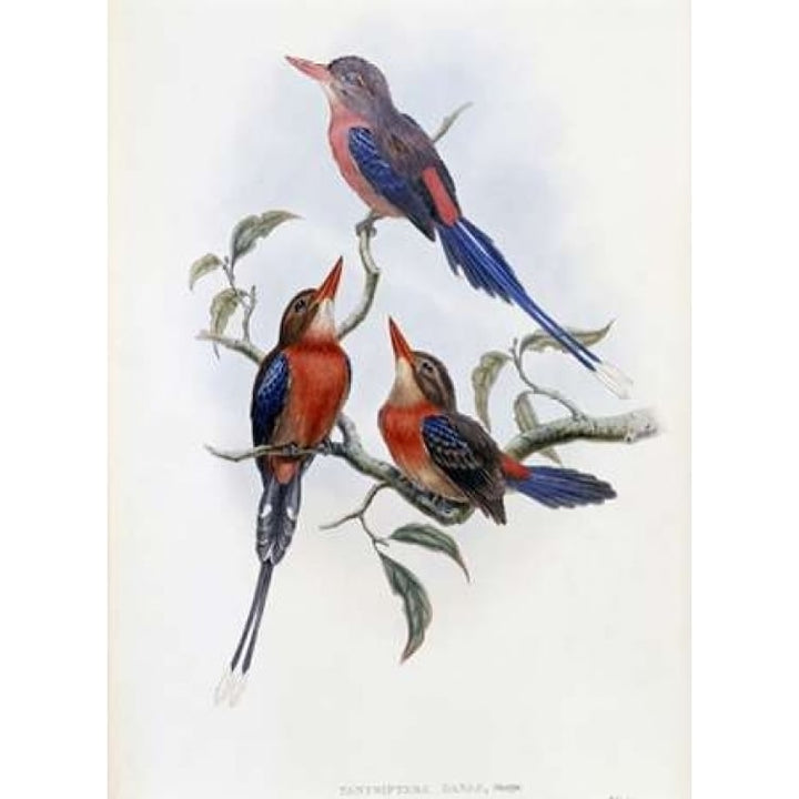 Crimson and Brown Kingfisher Poster Print by John Glover-VARPDX277754 Image 1