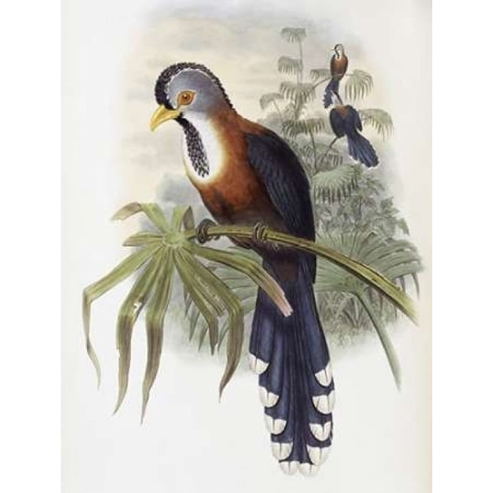 Curled-Crested Cuckoo Poster Print by John Glover-VARPDX277755 Image 1