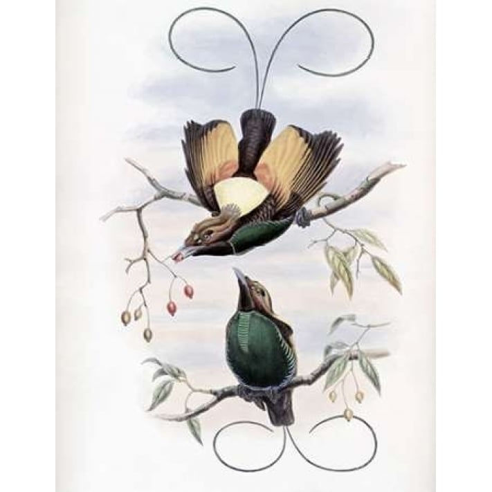 Golden-Winged Bird of Paradise Poster Print by John Glover-VARPDX277761 Image 1