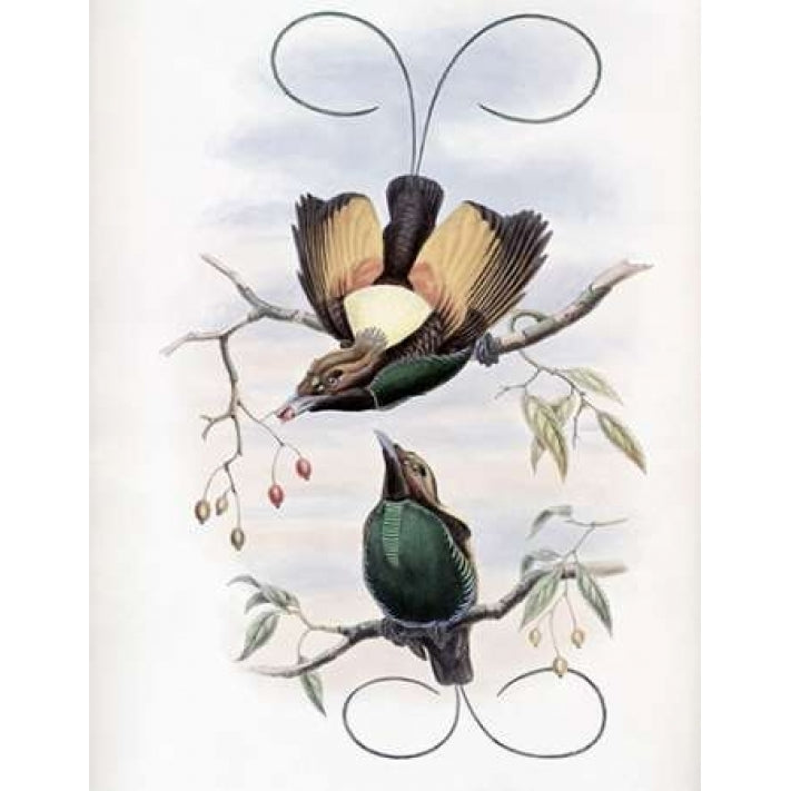 Golden-Winged Bird of Paradise Poster Print by John Glover-VARPDX277761 Image 2