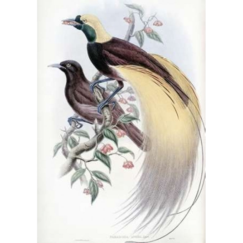 Greater Bird of Paradise Poster Print by John Glover-VARPDX277762 Image 1