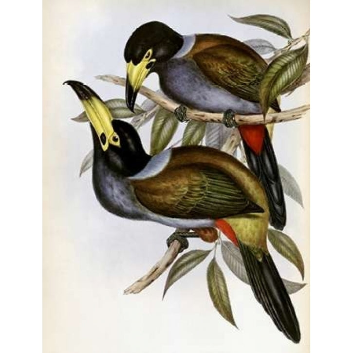 Hooded Hill Toucan Poster Print by John Glover-VARPDX277766 Image 2