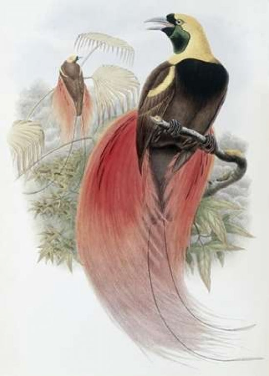 Marquis De Raggis Bird of Paradise Poster Print by John Glover-VARPDX277771 Image 1