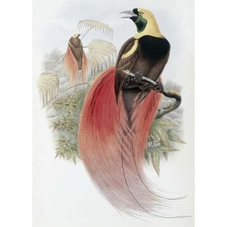 Marquis De Raggis Bird of Paradise Poster Print by John Glover-VARPDX277771 Image 2