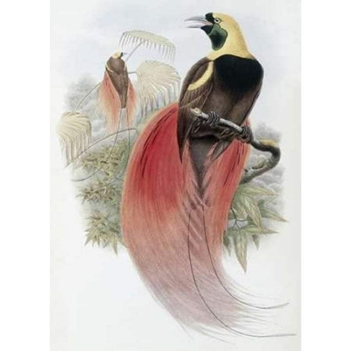 Marquis De Raggis Bird of Paradise Poster Print by John Glover-VARPDX277771 Image 1