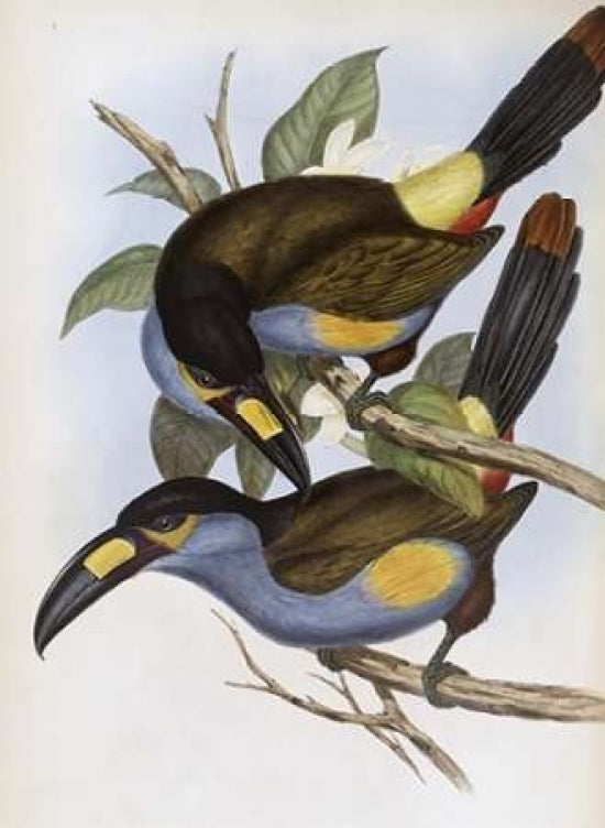 Laminated Hill Toucan Poster Print by John Glover-VARPDX277769 Image 1