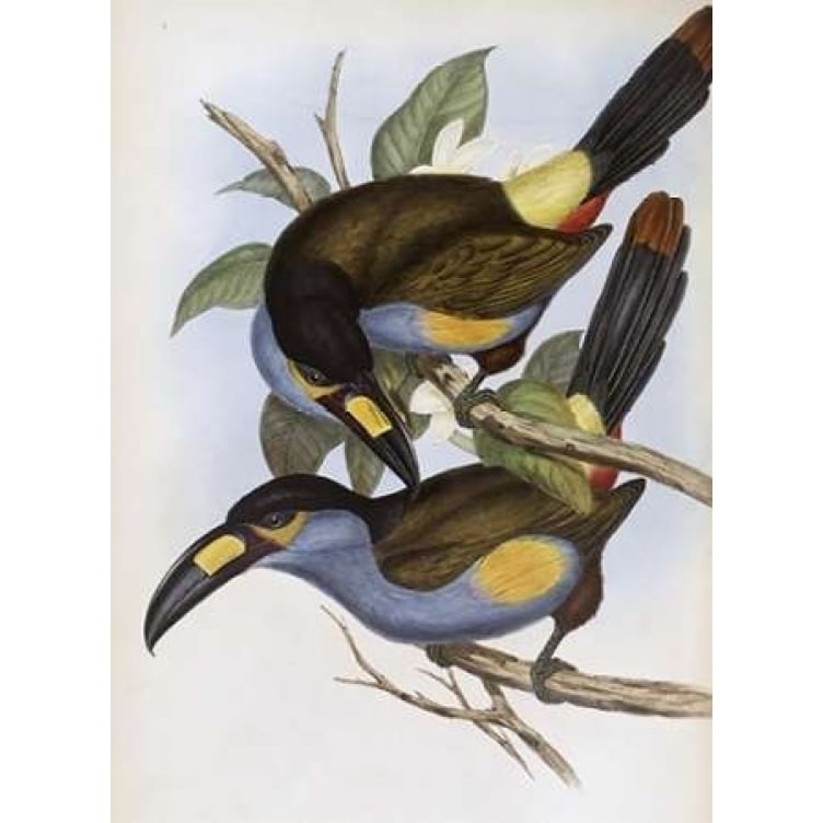 Laminated Hill Toucan Poster Print by John Glover-VARPDX277769 Image 2