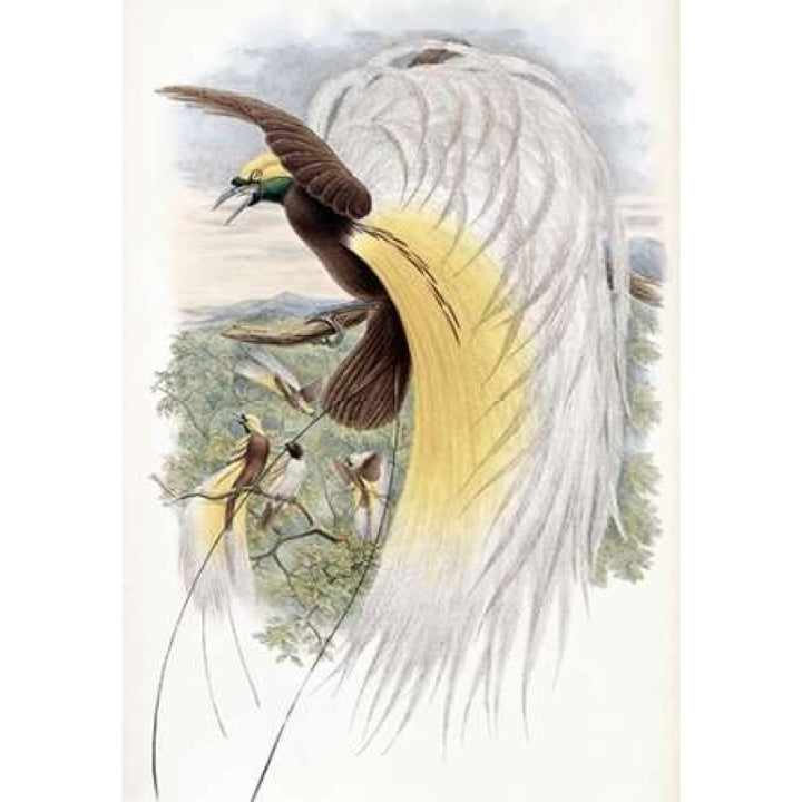 Papuan Bird of Paradise Poster Print by John Glover-VARPDX277776 Image 1