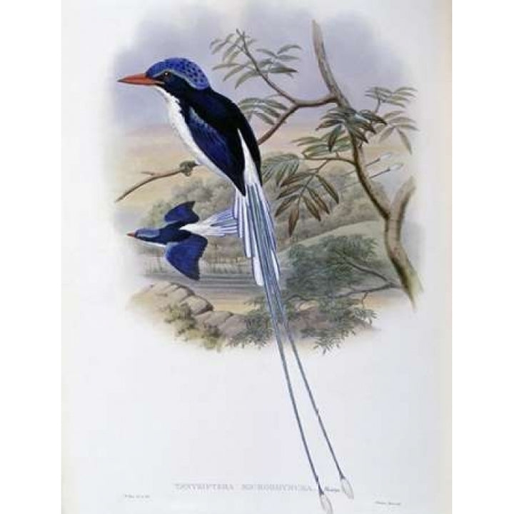 Port-Moresby Racket-Tailed Kingfisher Poster Print by John Glover-VARPDX277778 Image 1