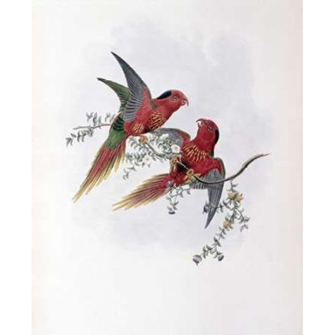 Pectoral Lorikeet Poster Print by John Glover-VARPDX277777 Image 1