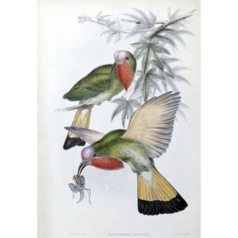 Red-Throated Nyctiornis Poster Print by John Glover-VARPDX277783 Image 1