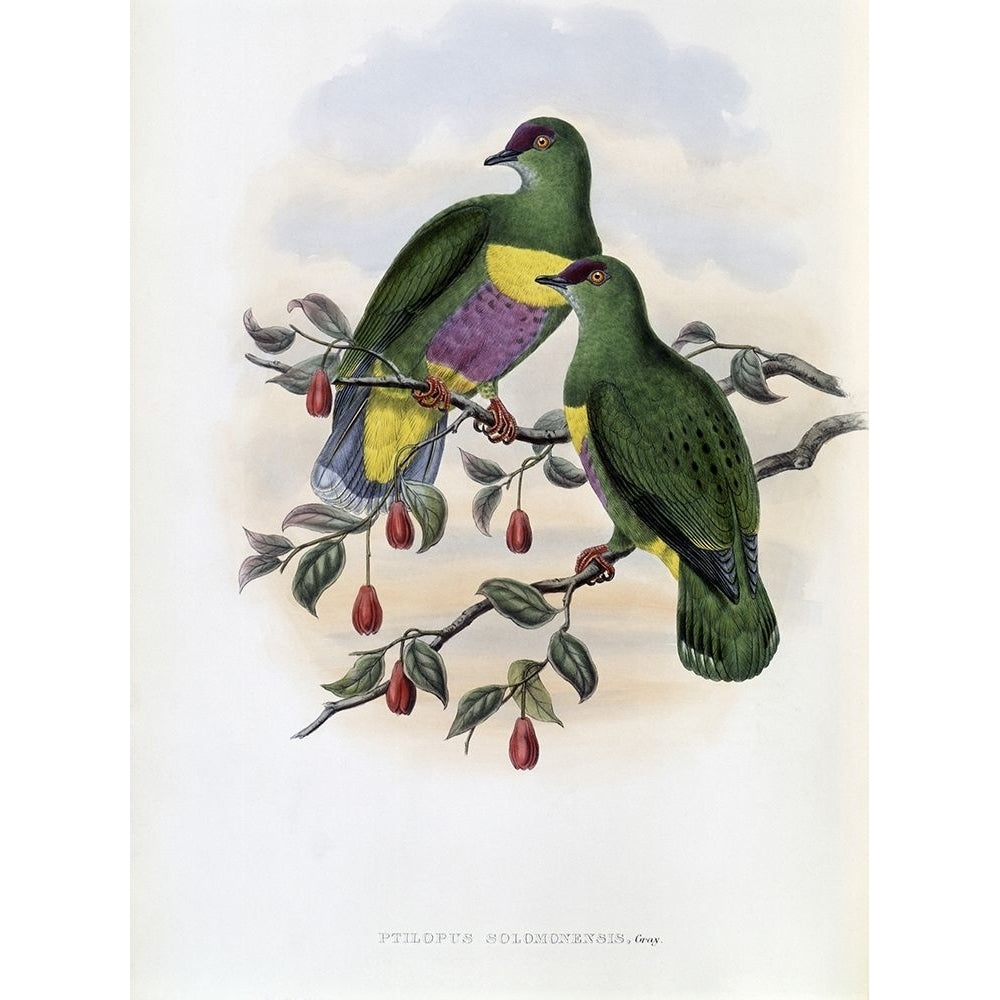 Solomon-Island Fruit-Pigeon Poster Print by John Gould-VARPDX277789 Image 1