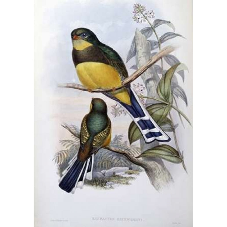 Reinwardts Trogon Poster Print by John Glover-VARPDX277784 Image 1