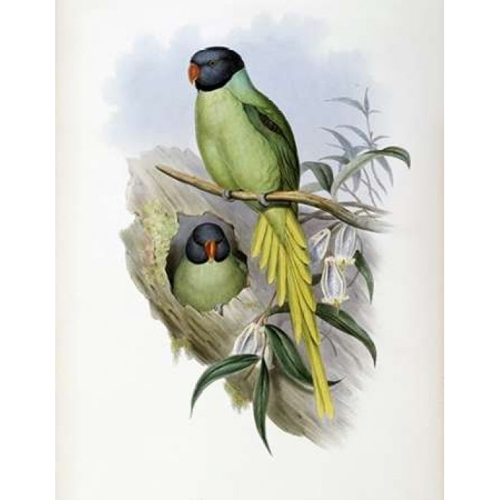 Slaty-Headed Parakeet Poster Print by John Glover-VARPDX277788 Image 1