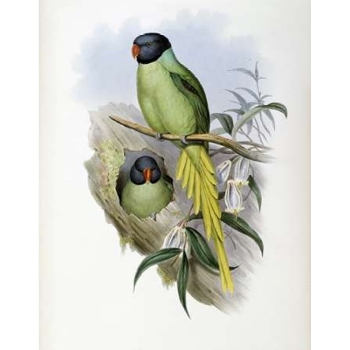 Slaty-Headed Parakeet Poster Print by John Glover-VARPDX277788 Image 1