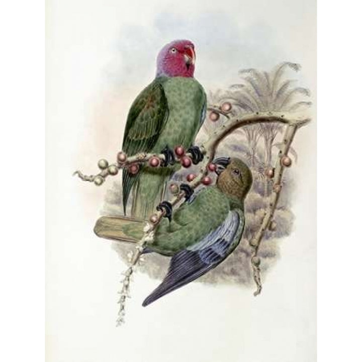 Tenimber Parrot Poster Print by John Glover-VARPDX277793 Image 1