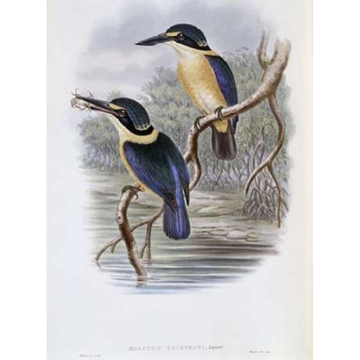 Tristrams Kingfisher Poster Print by John Glover-VARPDX277794 Image 1