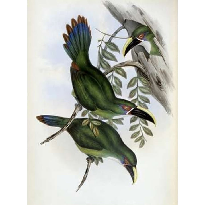 White-Banded Groove-Bill - Toucan Poster Print by John Glover-VARPDX277798 Image 1