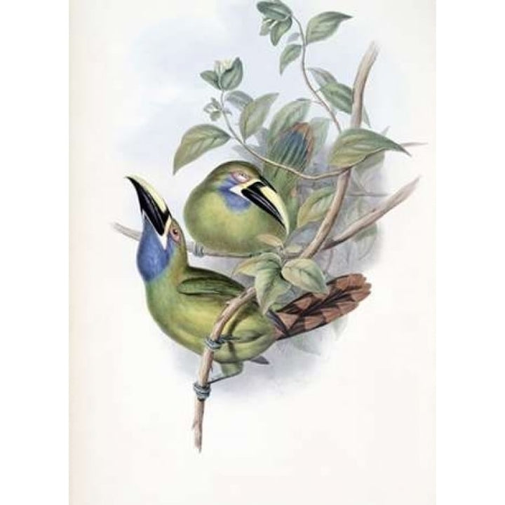 Blue-Throated Groove-Bill - Toucan Poster Print by John Glover-VARPDX277744 Image 2