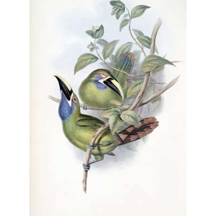 Blue-Throated Groove-Bill - Toucan Poster Print by John Glover-VARPDX277744 Image 1