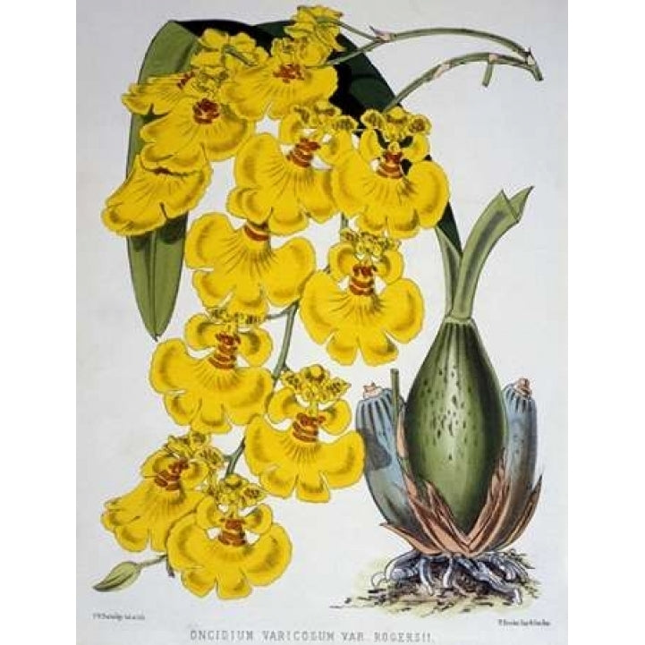 Oncidium Varicosum Var. Rogers II Poster Print by Samuel Jennings-VARPDX278077 Image 1