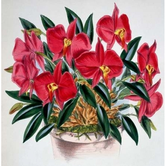 Sophronitis Grandiflora Poster Print by Samuel Jennings-VARPDX278078 Image 1