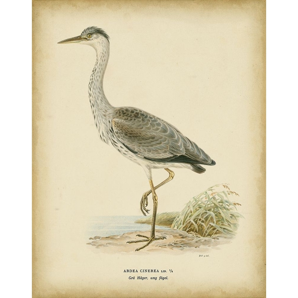 Non-embellished Vintage Heron II Poster Print - Von Wright-VARPDX27858GG Image 1