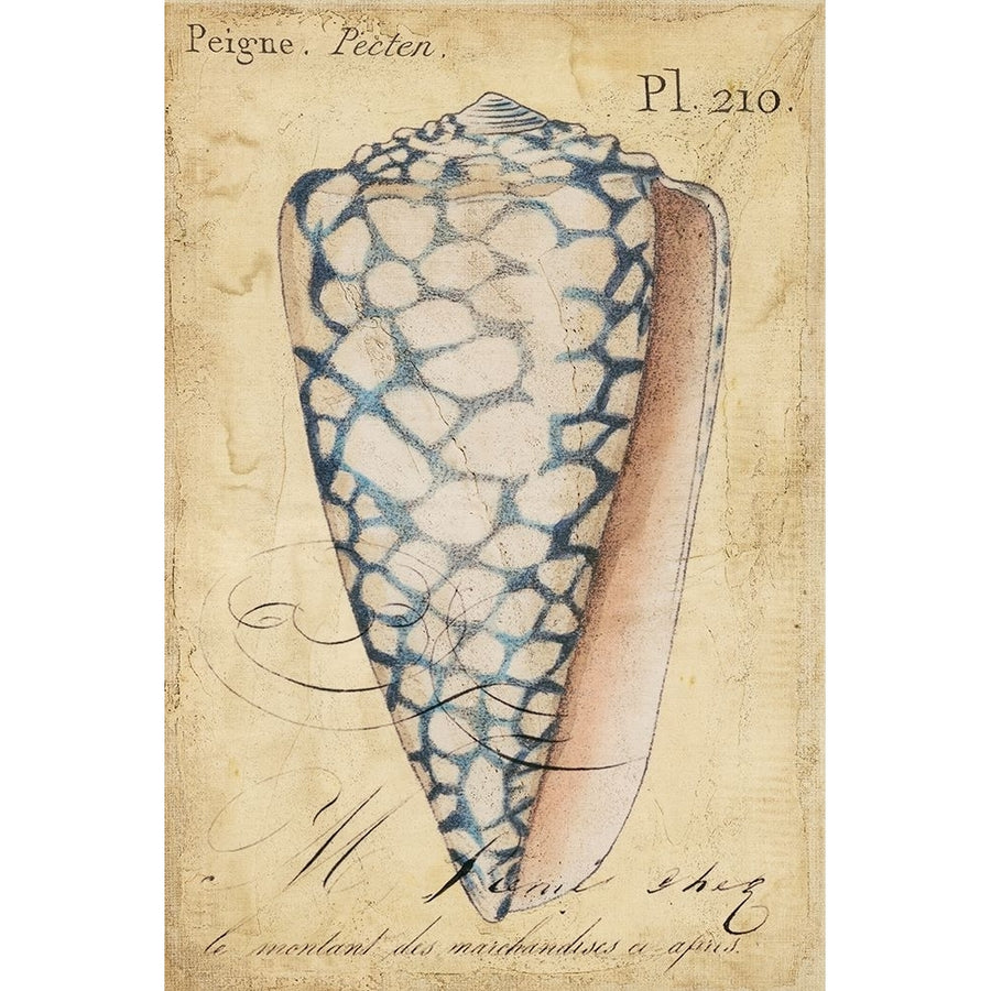 Seashell Ephemera IV Poster Print - Chariklia Zarris-VARPDX27868Z Image 1