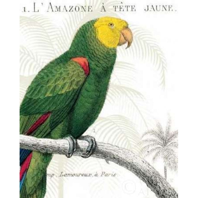 Parrot Botanique I Poster Print by Wild Apple Portfolio-VARPDX2787 Image 2