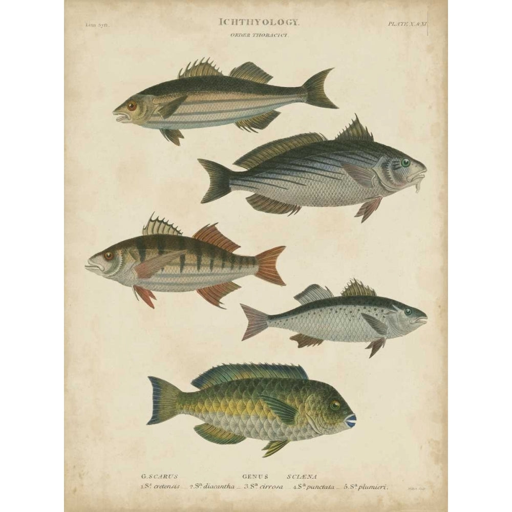 Non-Embellished Ichthyology III Poster Print - Abraham Rees-VARPDX27873GG Image 1