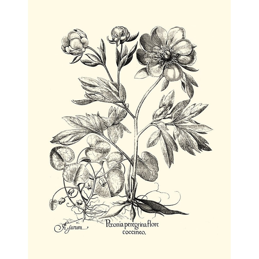 Black and White Besler Peony III Poster Print - Basilius Besler-VARPDX27883Z Image 1