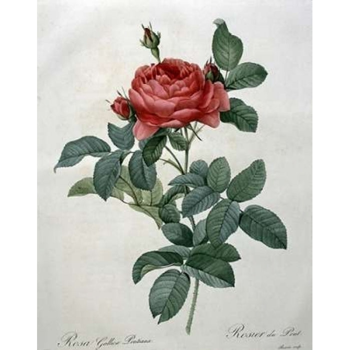 Rosa Gallica - Pontiana Poster Print by Pierre Joseph Redoute-VARPDX279565 Image 2