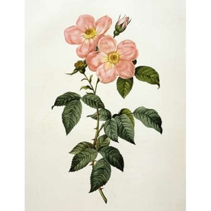 Rosa Indica Frangras - Flora Simplici Poster Print by Pierre Joseph Redoute-VARPDX279566 Image 2