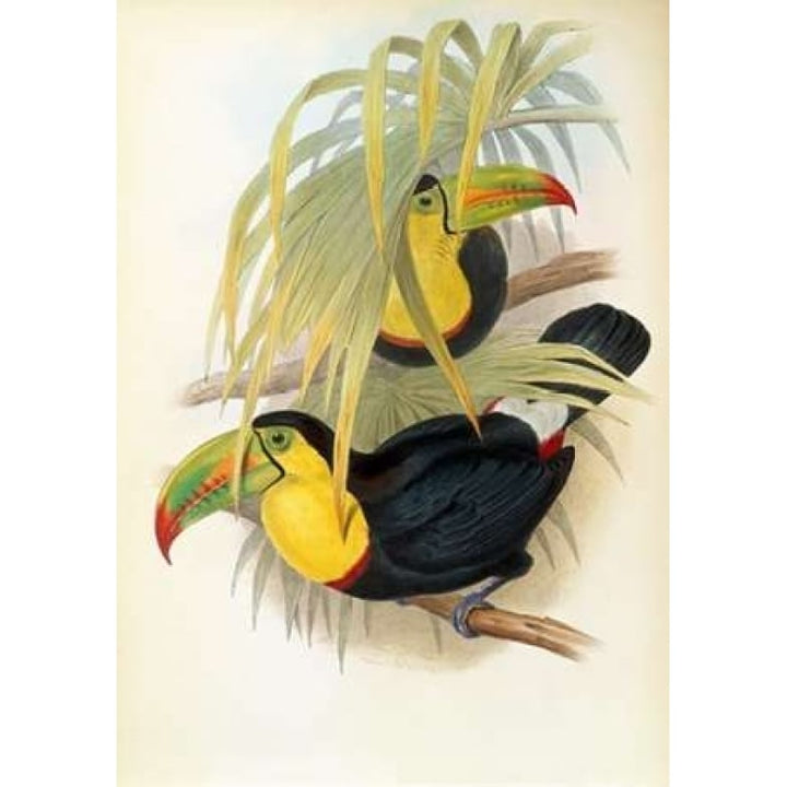 Short Billed Toucan Poster Print by John Glover-VARPDX282143 Image 1