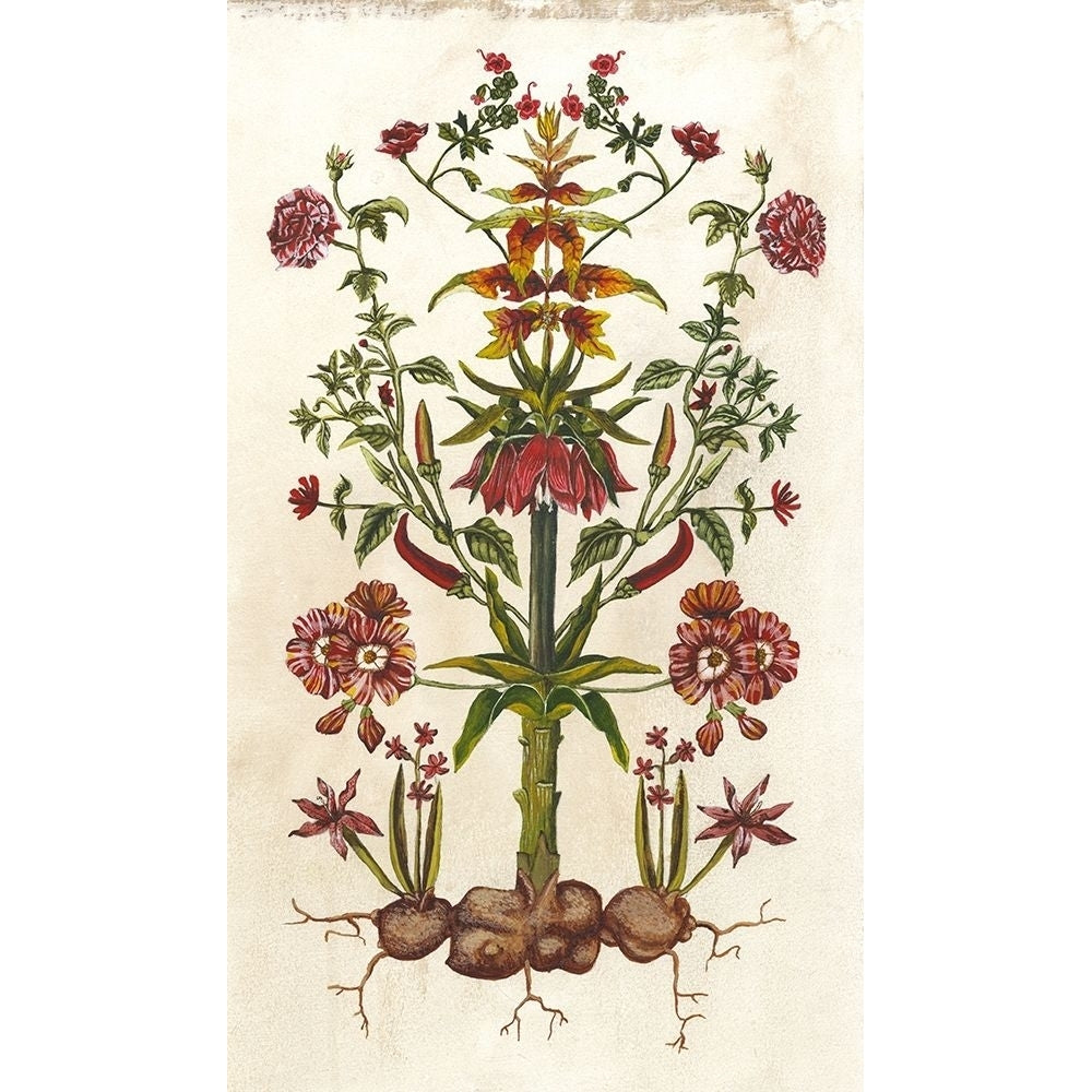 Botanical Hybrid I Poster Print - Naomi McCavitt-VARPDX28464Z Image 1