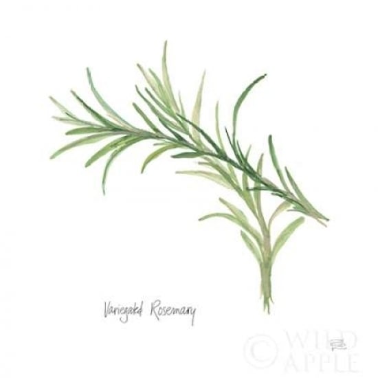 Variegated Rosemary v2 Poster Print by Chris Paschke-VARPDX28468 Image 1