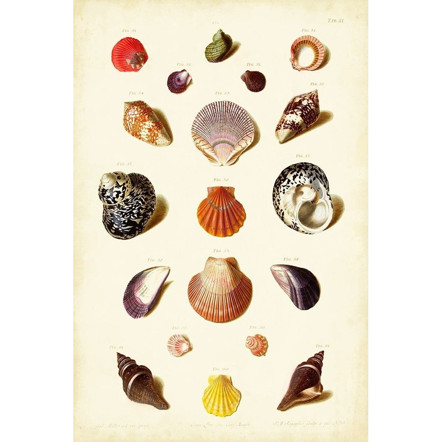 Muller Shells Tab. XI Poster Print - Muller Gabriel-VARPDX28540Z Image 1