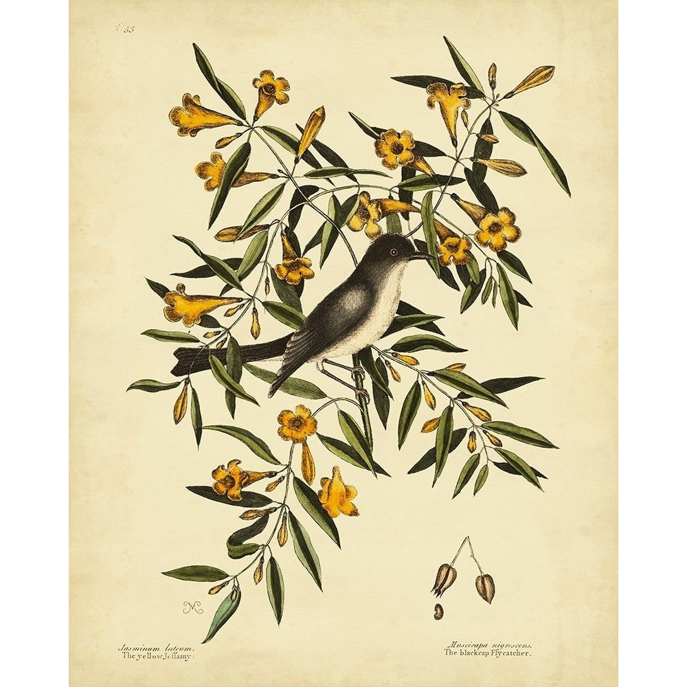 Cates. Black-capt Flycatch. Pl. T53 Poster Print - Mark Catesby-VARPDX28555Z Image 1