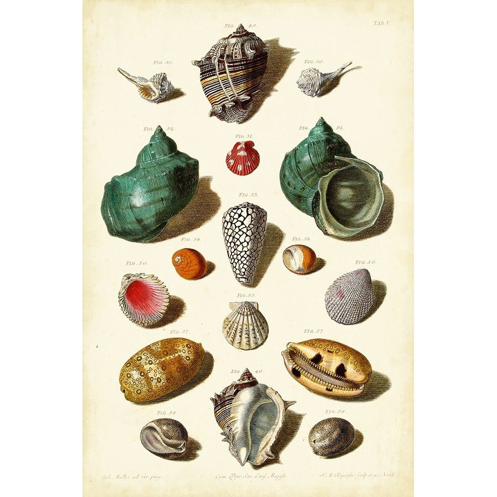 Muller Shells Tab. V Poster Print - Gabriel Muller-VARPDX28541Z Image 1