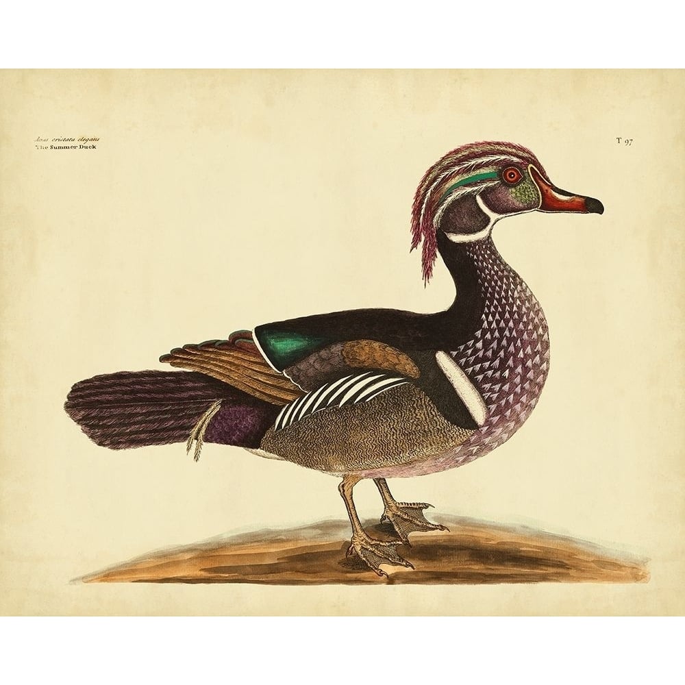 Catesby Summer Duck PL T97 Poster Print - Mark Catesby-VARPDX28561Z Image 1