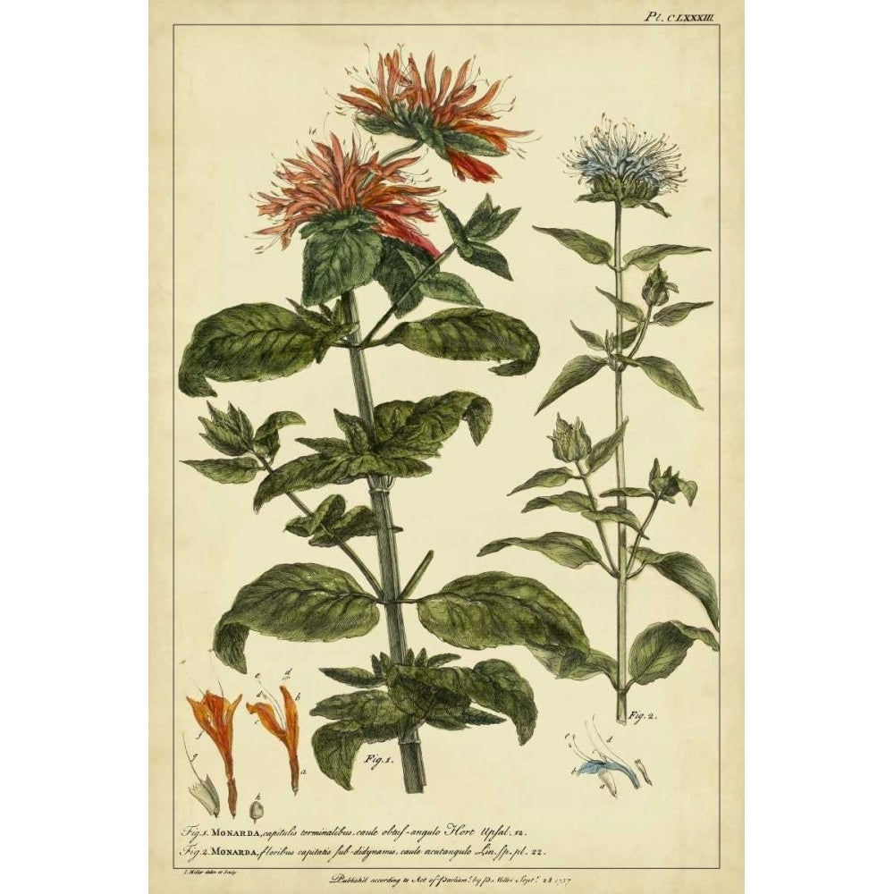 Monarda Pl. CLXXXIII Poster Print - Philip Miller-VARPDX28565Z Image 1