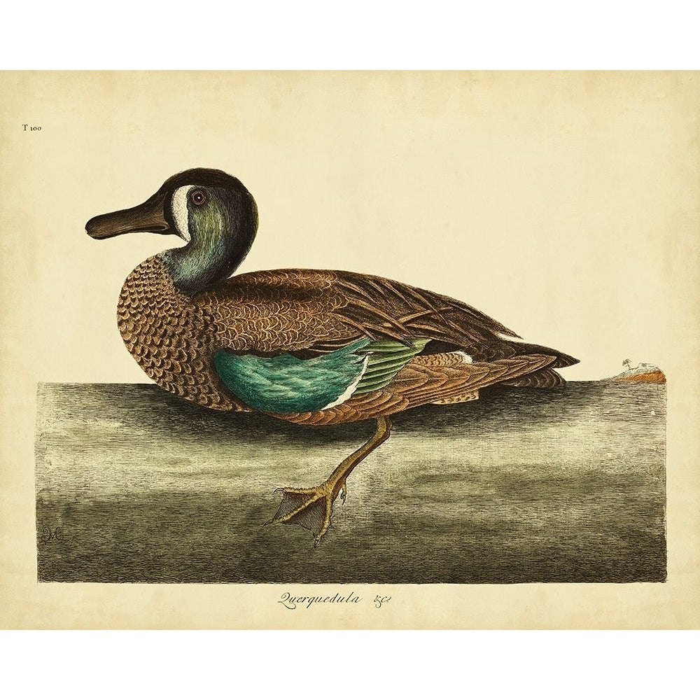 Catesby White-face Teal Pl. T100 Poster Print - Mark Catesby-VARPDX28560Z Image 1