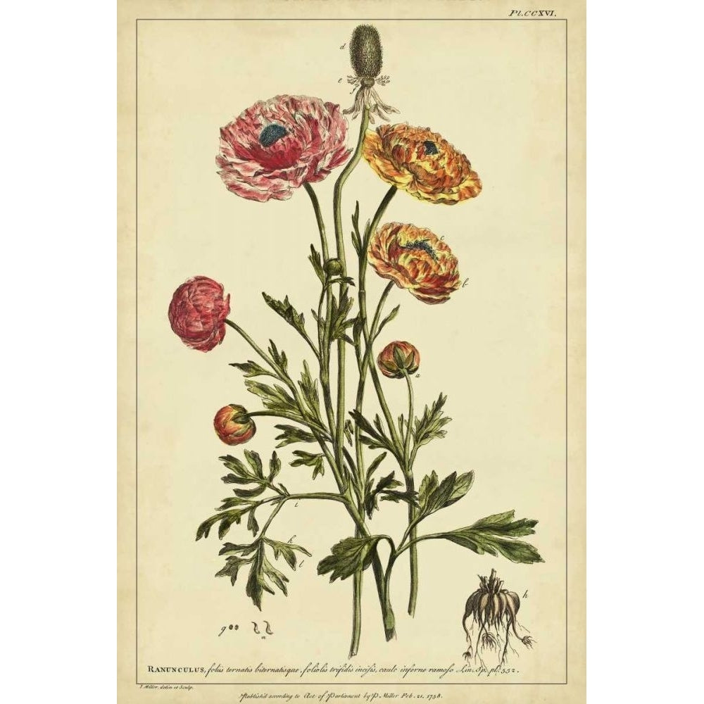 Ranunculus Pl. CCXVI Poster Print - Philip Miller-VARPDX28563Z Image 1