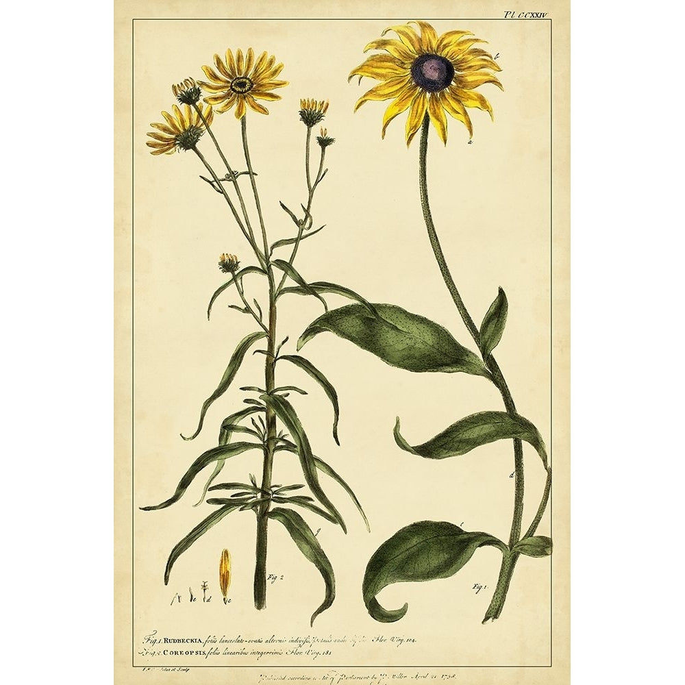 Rudbeckia and Coreopsis Pl. CCXXIV Poster Print - Phillip Miller-VARPDX28566Z Image 1