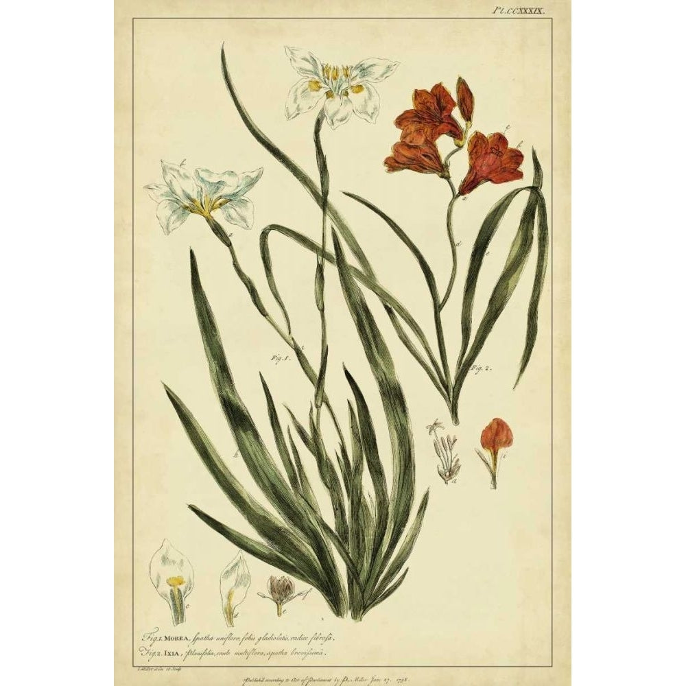 Morea and Ixia Pl. CCXXXIX Poster Print - Philip Miller-VARPDX28574Z Image 1